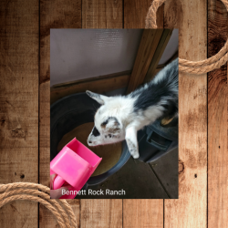 Flip Flop helping feed pigs  (250 x 250 px).png