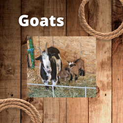 Pigs and Goats