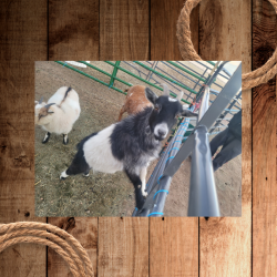Goats in pen  (250 x 250 px).png