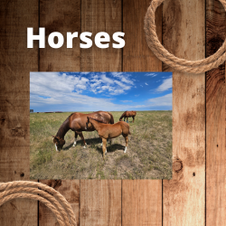 Horses (250 x 250 px).png