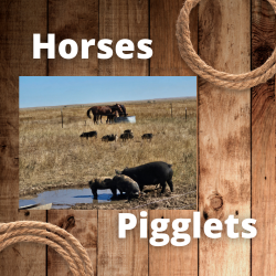 Horses and pigs  (250 x 250 px).png