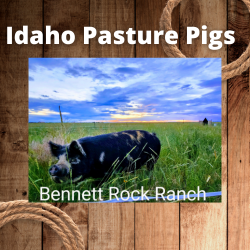 homepage-COWS1.png