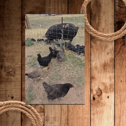 Peppa piglets and chickens (250 x 250 px).png