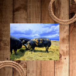 Pigs (250 x 250 px).png