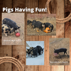 Pigs Having fun! (250 x 250 px) (2).png