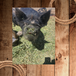 Thunder green nose (250 x 250 px).png