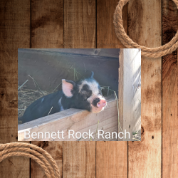 piglet (250 x 250 px).png